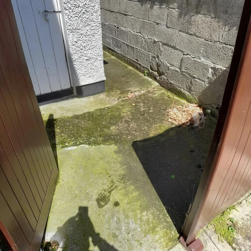 Path Before Power Wash